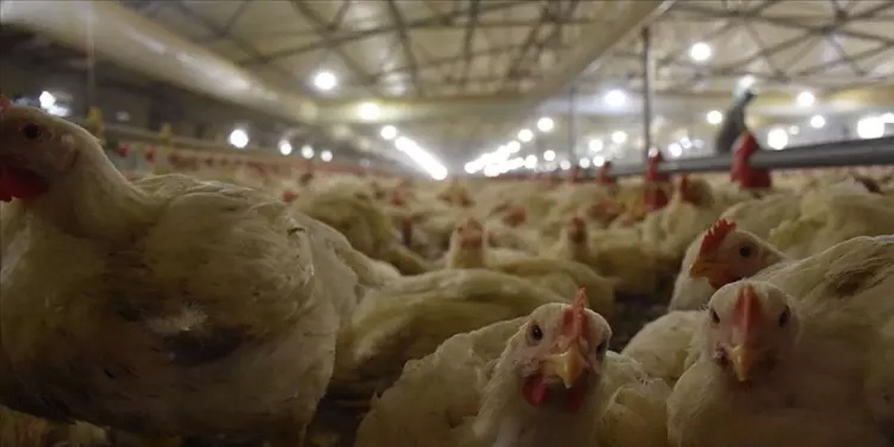 Ticaret Bakanlığı’ndan Tavuk Eti İhracatı Yasağına İlişkin Açıklama