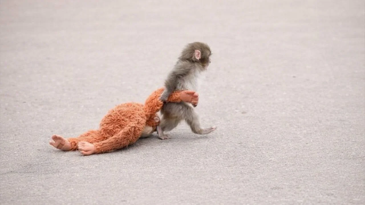 Terk Edilen Punch'ın Peluş Arkadaşı: Bakıcısından Duygulandıran Açıklamalar