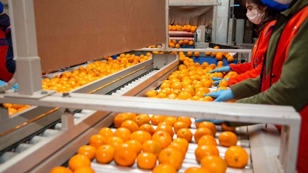 2021 rekolte tahminlerine göre; portakal 2020’de 206 bin 534 tondan 2021’de 184 bin 992 tona, mandarin 2020’de 154 bin 245 tondan 2021’de 114 bin tona, limon 2020’de 67 bin 666 tondan 2021’de 57 bin 541’e, greyfurt 5 bin 205 tondan 4 bin 492 tona geriledi.